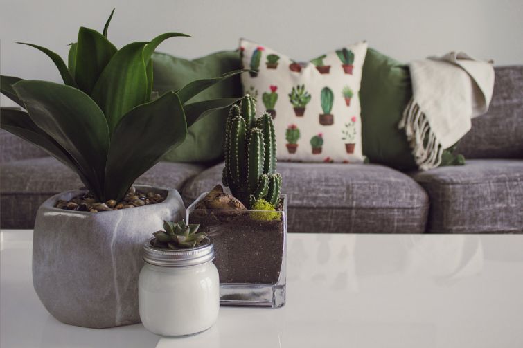 Sofa hoofdkussen cactus plant 
